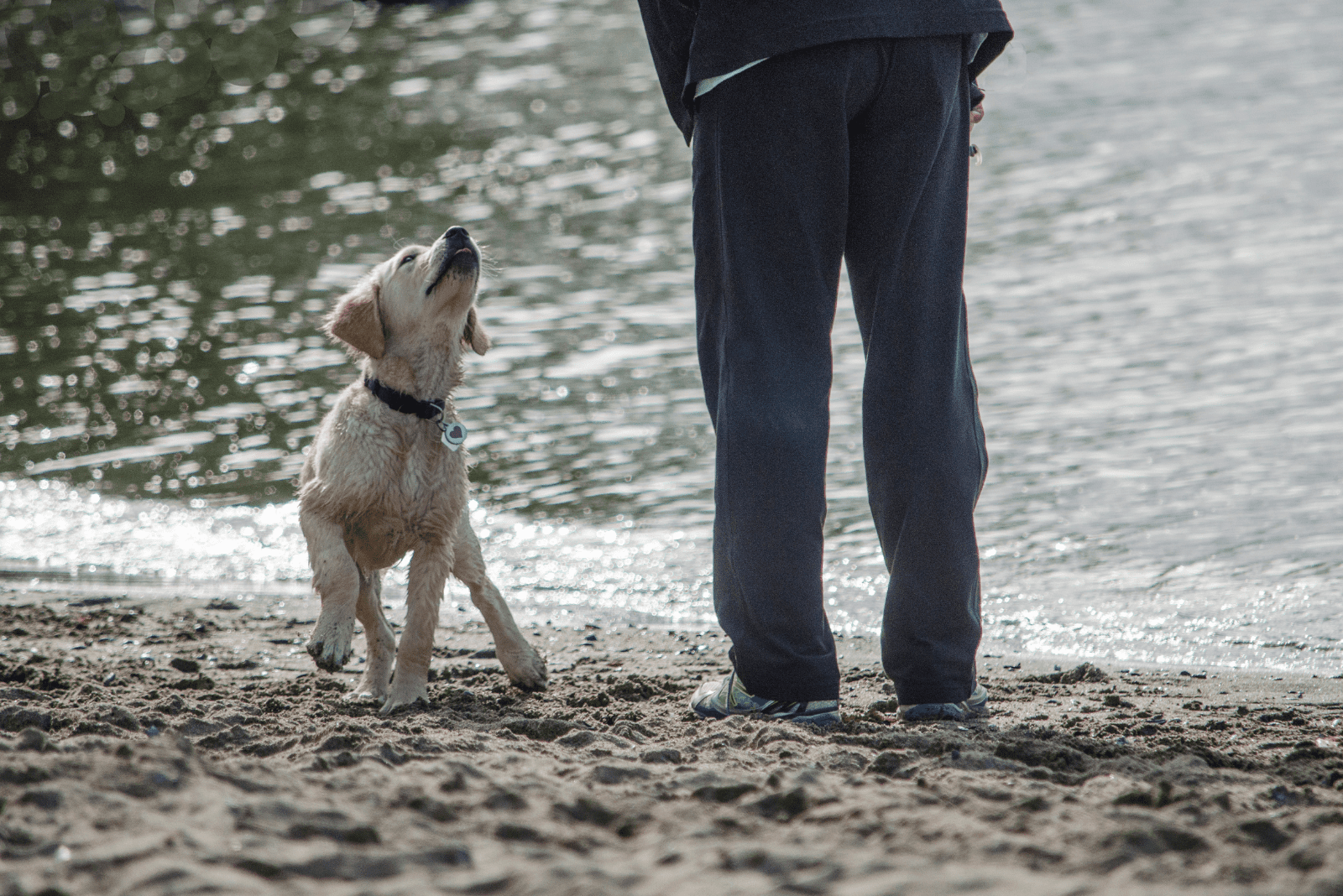 the dog is playing on the beach