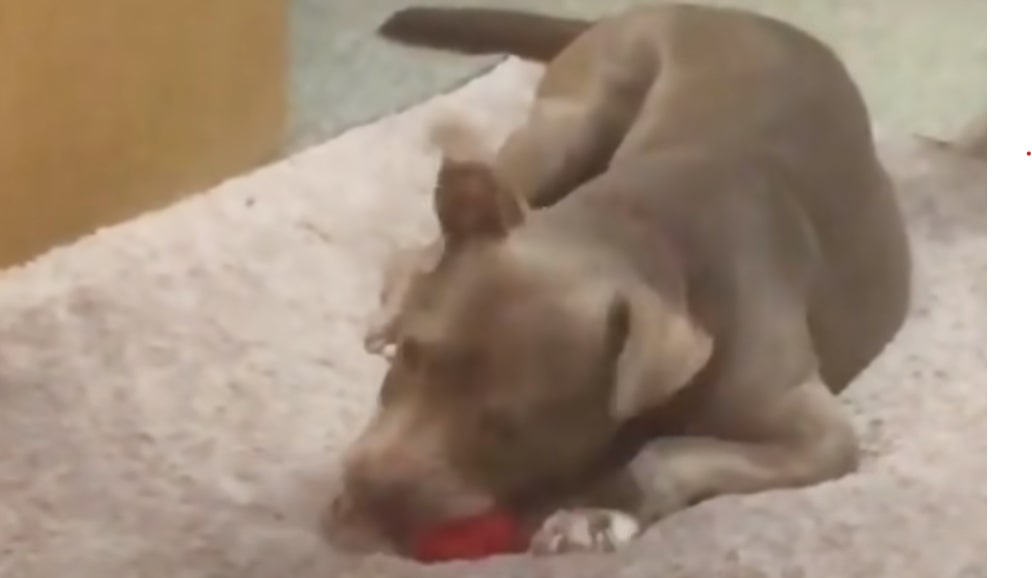 the dog is playing with a ball on the carpet