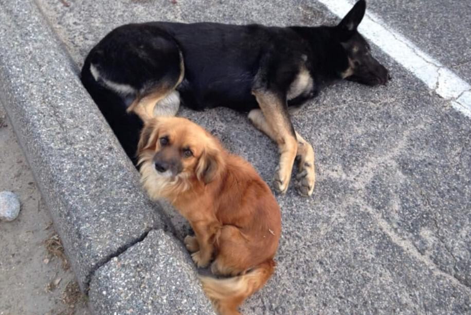 the dog is sitting next to his friend who is born