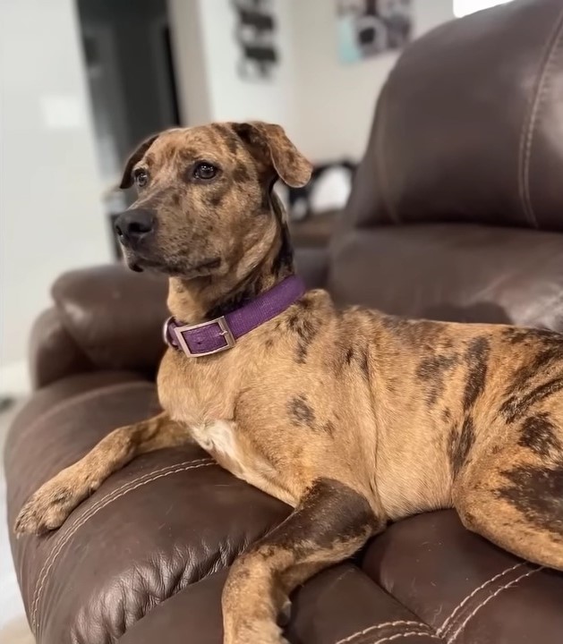 the dog is sitting on a leather cutting board and posing