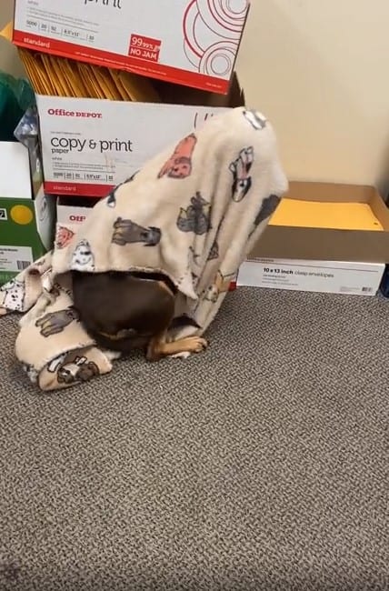 the dog is sitting on the carpet with a blanket over his head