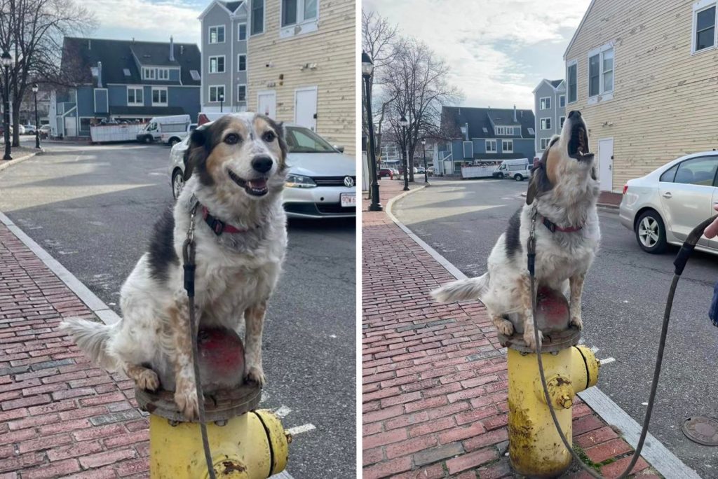 the dog is sitting on the water drain