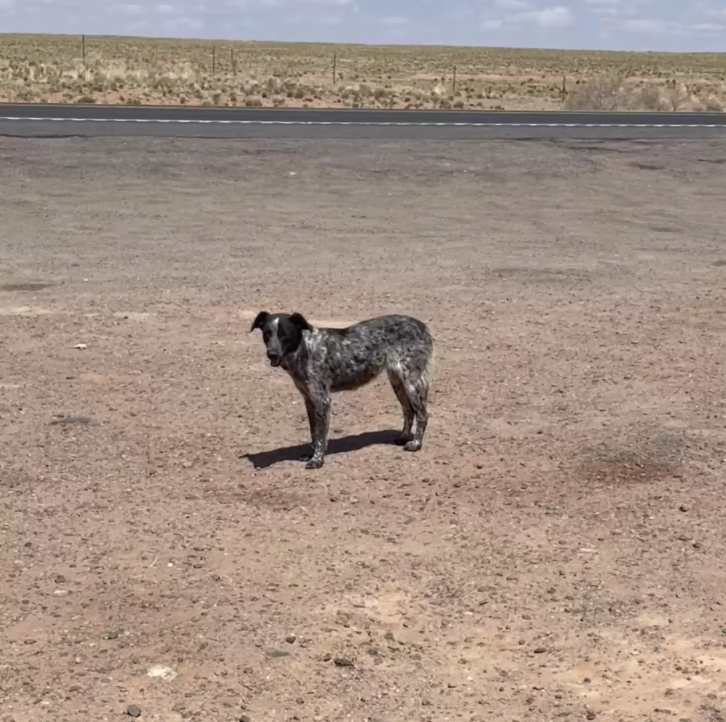 the dog is standing at the intersection of the highway