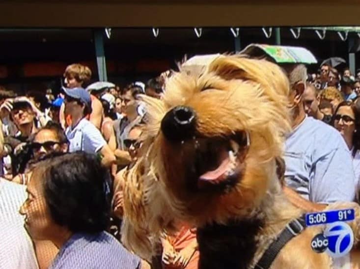 the dog laughs in front of the camera