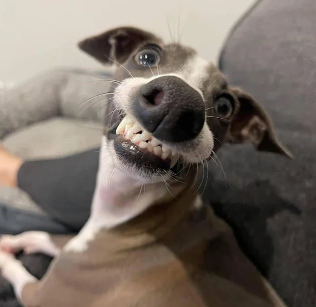 the dog laughs with his teeth out