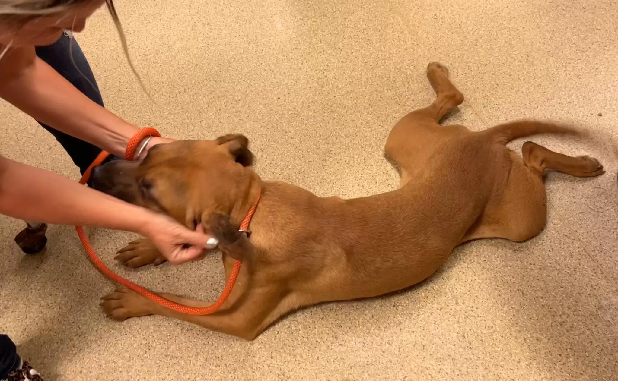 the dog lay down while the owner was petting him