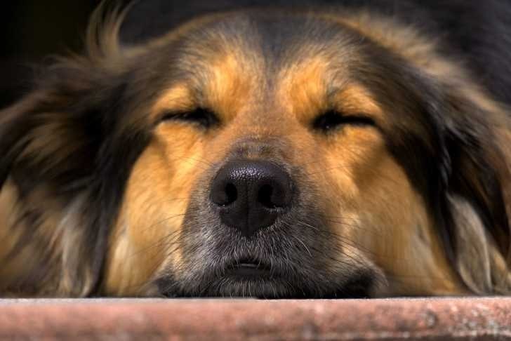 the dog leaning against the wall is sleeping