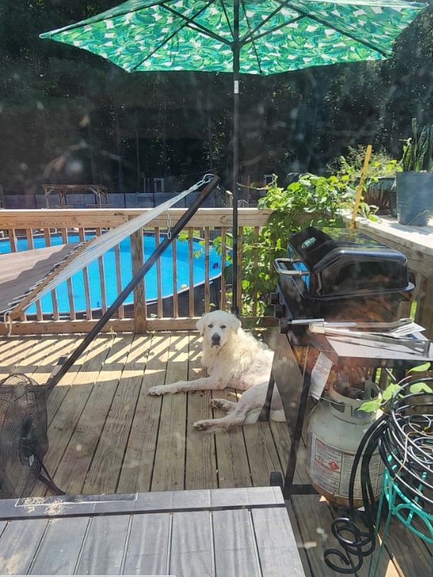 the dog lies and rests on the wooden boards in the garden