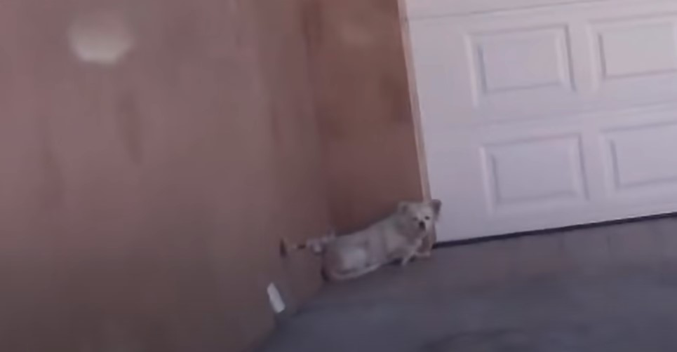 the dog lies behind the door