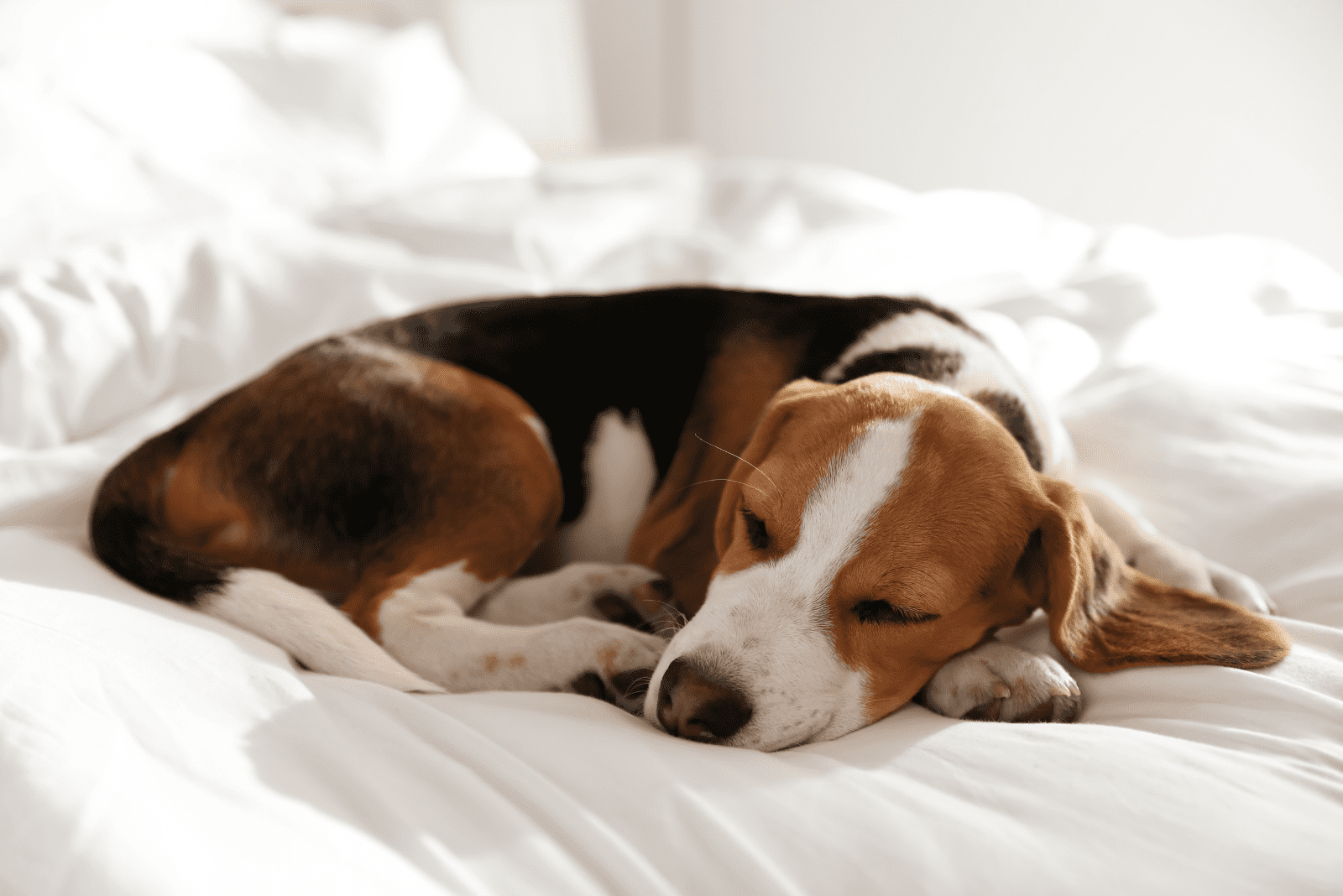 the dog lies on the bed and sleeps