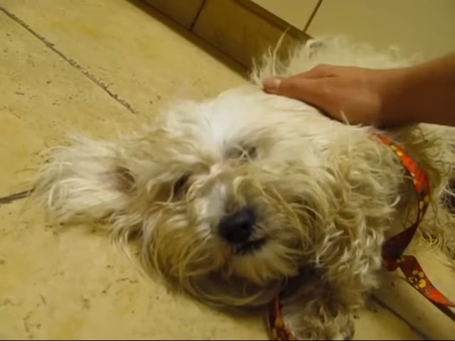 the dog lies on the tiles while the man caresses it