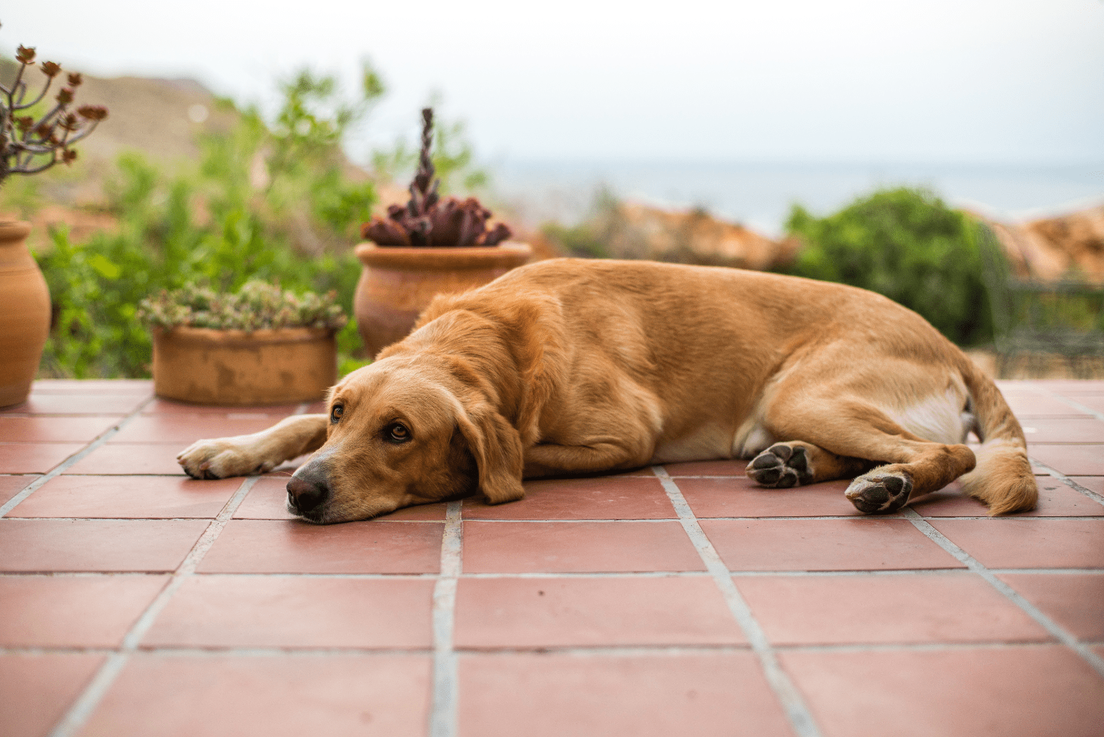 the dog lies on the tiles