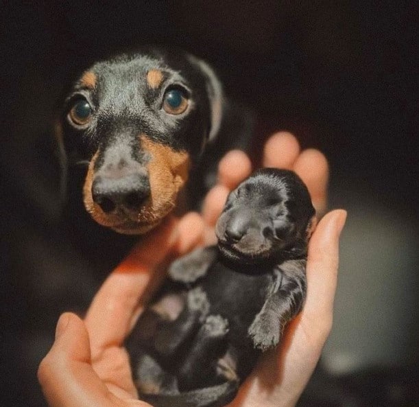 the dog looks at his puppy in the woman's hand