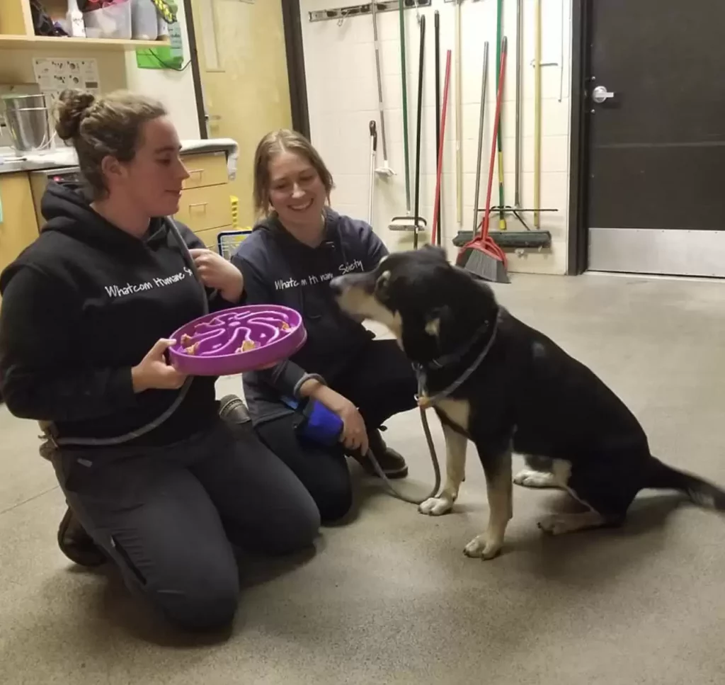 the dog looks at the girl who gives him food