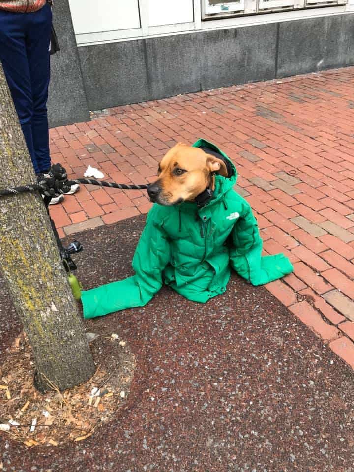 the dog on a leash with a green coat