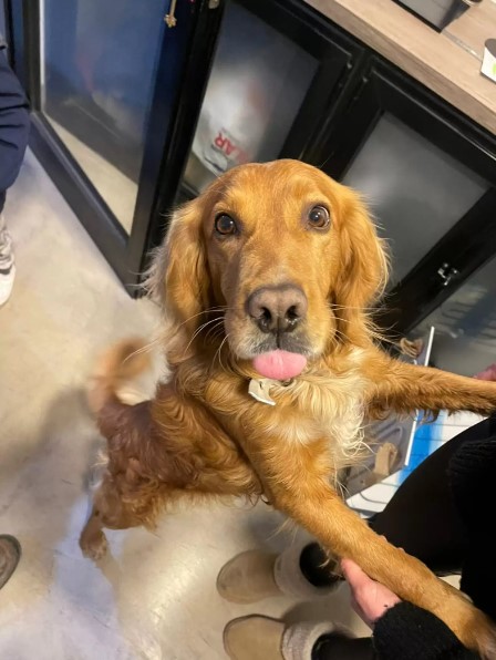 the dog on its hind paws leaning on the woman is looking at the camera with its tongue out