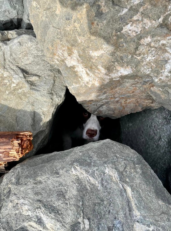 the dog peeks out from under the rocks