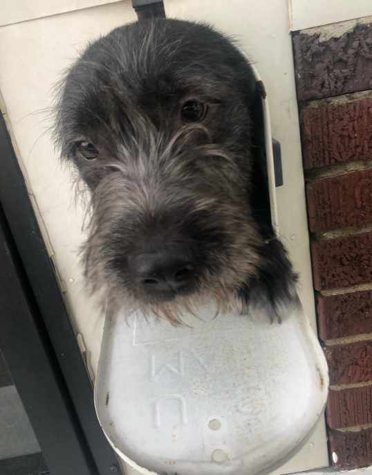 the dog peeks through the mailbox