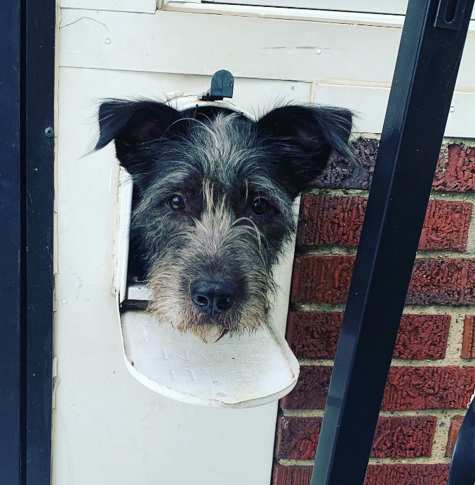 the dog pokes its head through the mailbox