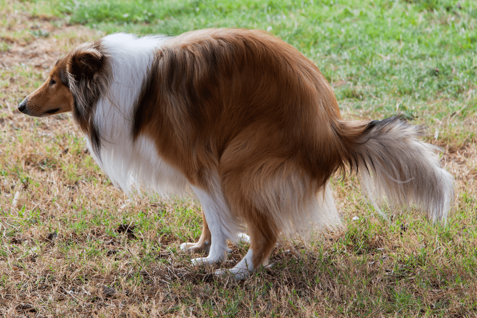 the dog poops in the meadow