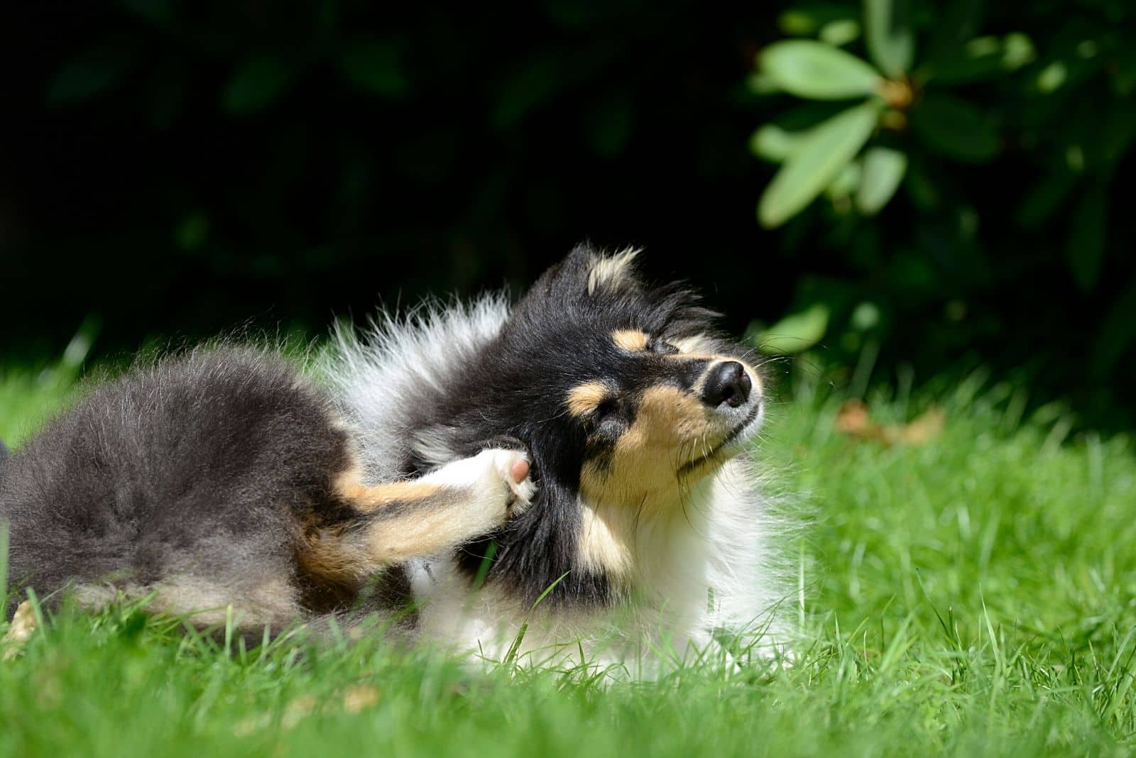 the dog scratches his ear