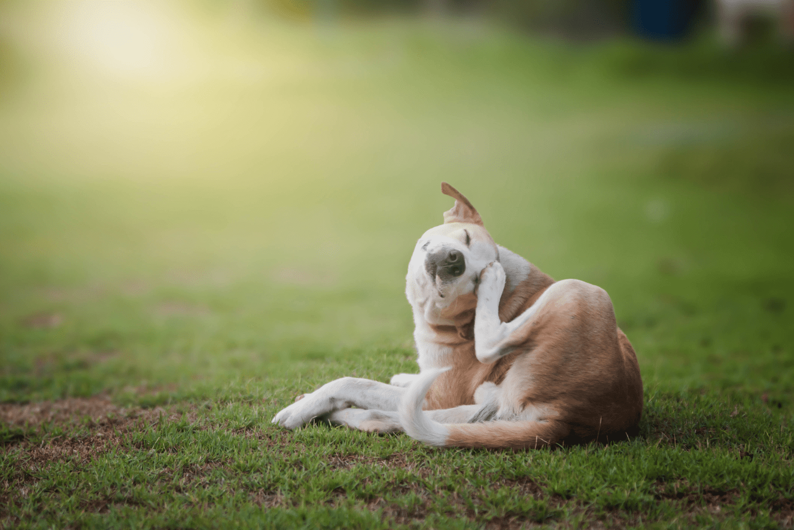 the dog sits in the meadow and scratches itself