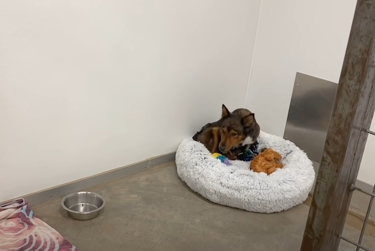 the dog sits on a shaggy pillow with a sad downcast look