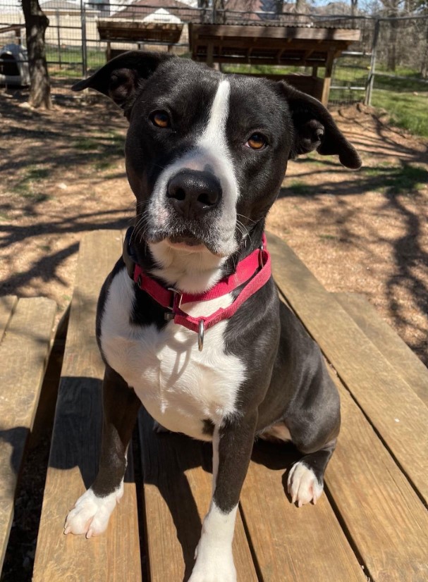 the dog sits on a wooden table in the garden and poses in front of the camera