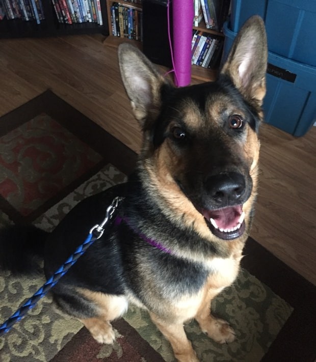 the dog sits on the floor and looks at the camera