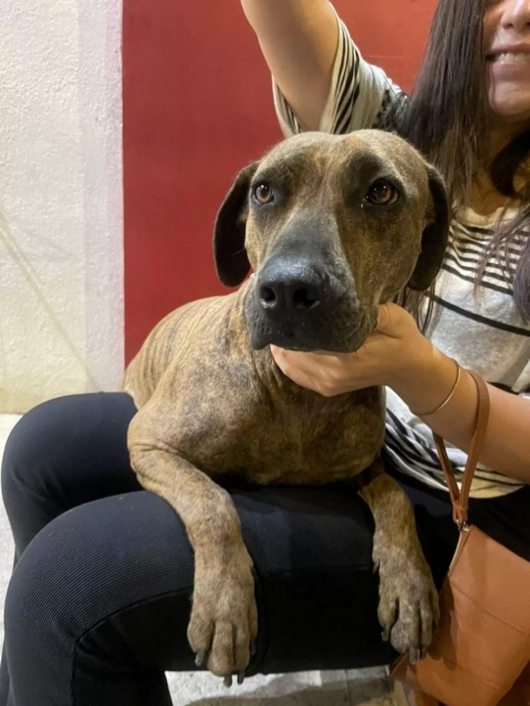 the dog sits on the girl's lap and poses while she paints