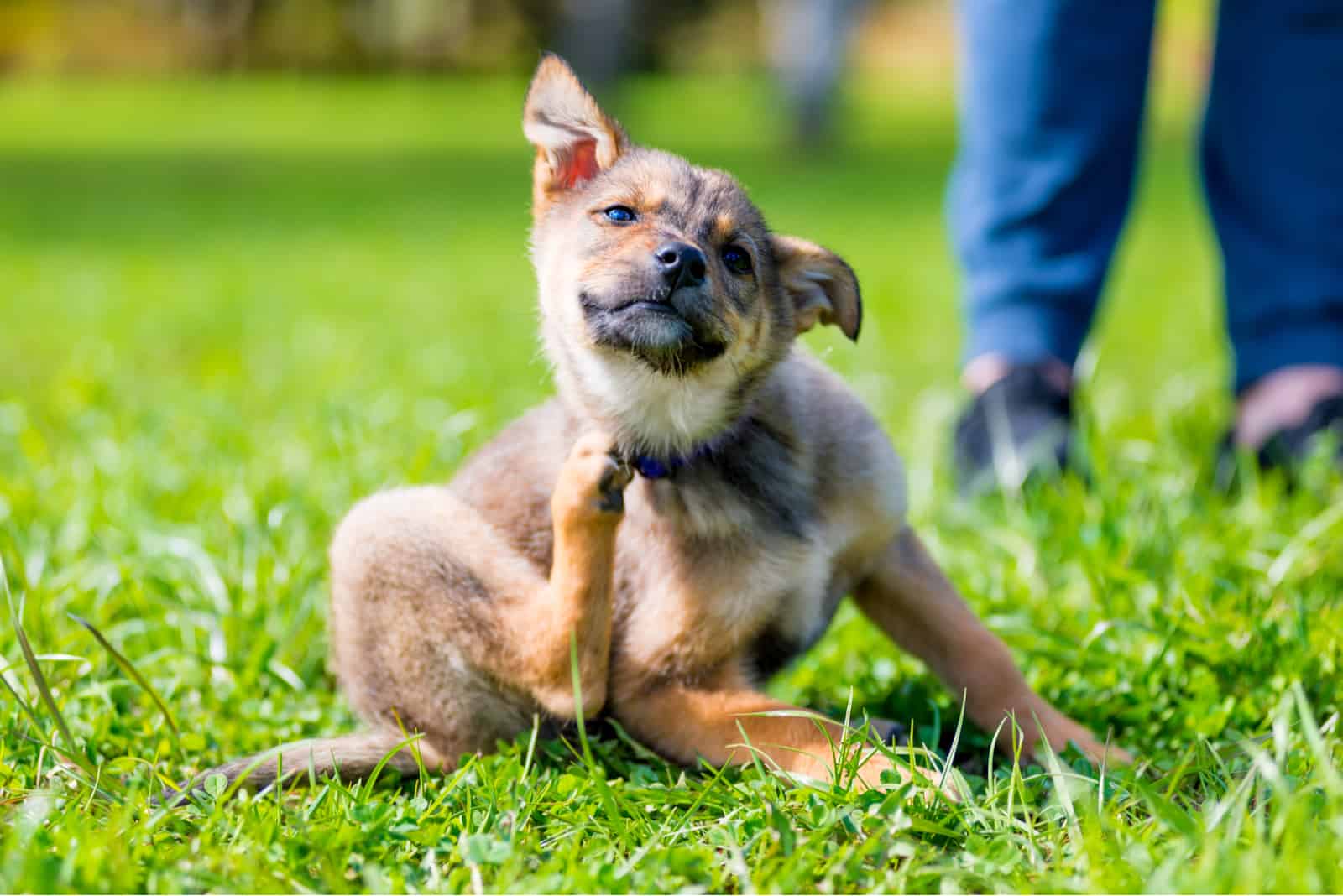 the dog sits on the grass and scratches