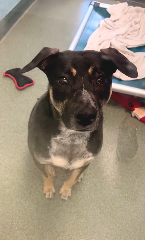 the dog sits on the tiles and looks at the camera