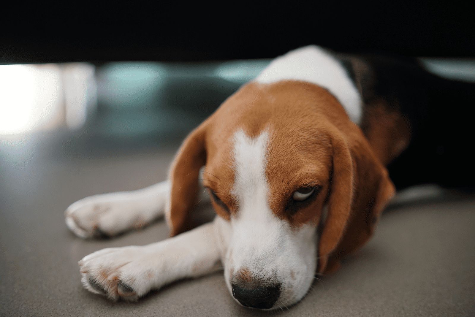 the dog sleeping under the bed