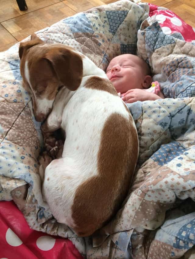 the dog sleeps on the child