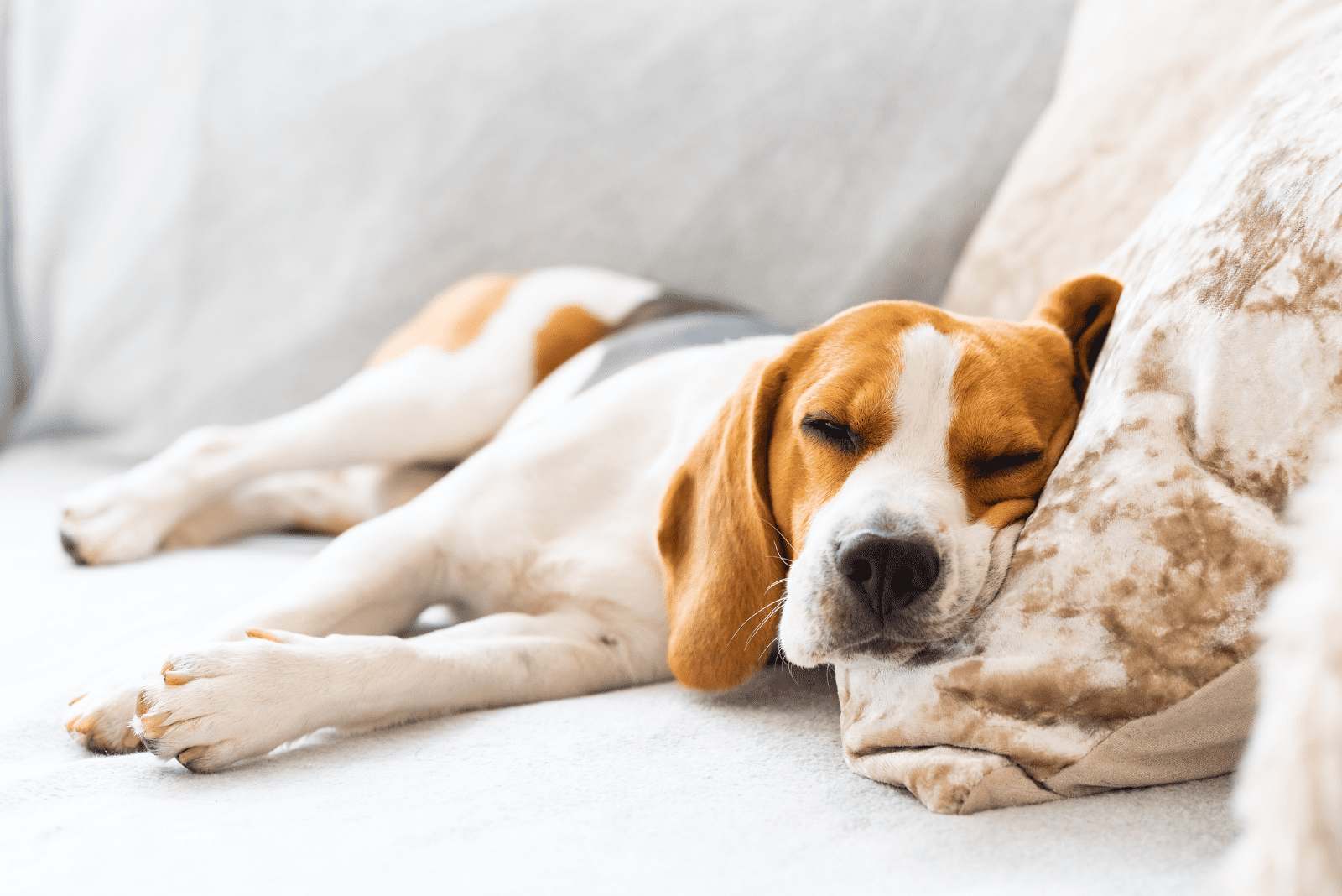 the dog sleeps on the couch