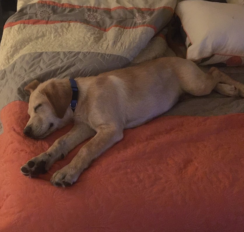 the dog sleeps on the double bed