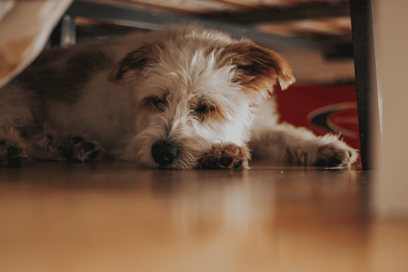 the dog sleeps under the bed