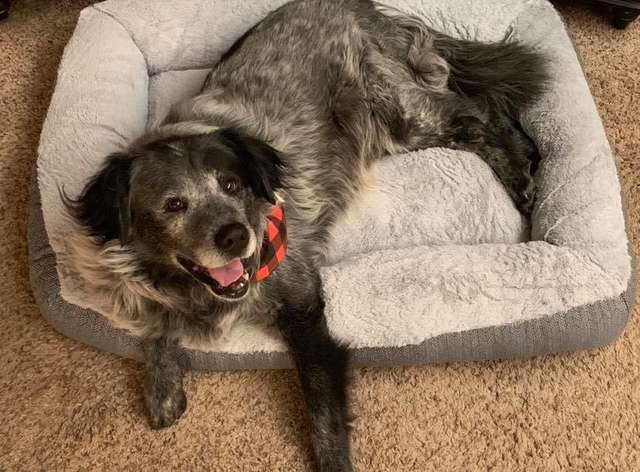 the dog smiling while lying in the dog bed