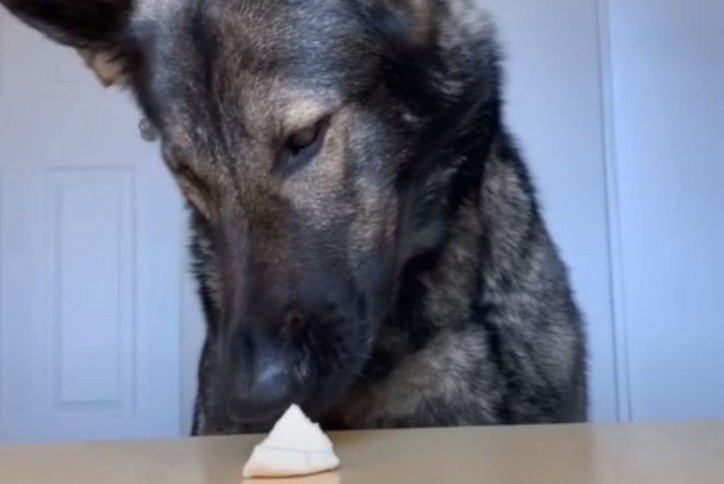 the dog sniffs a piece of cheese on the table