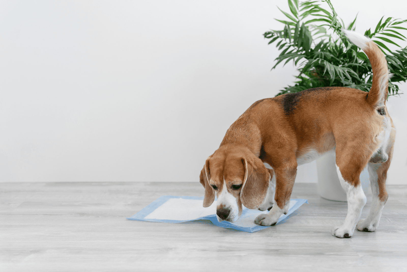 the dog sniffs the diaper