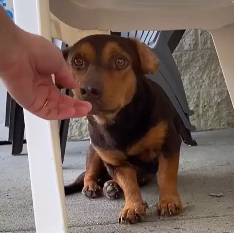 the dog sniffs the man's hand under the chair