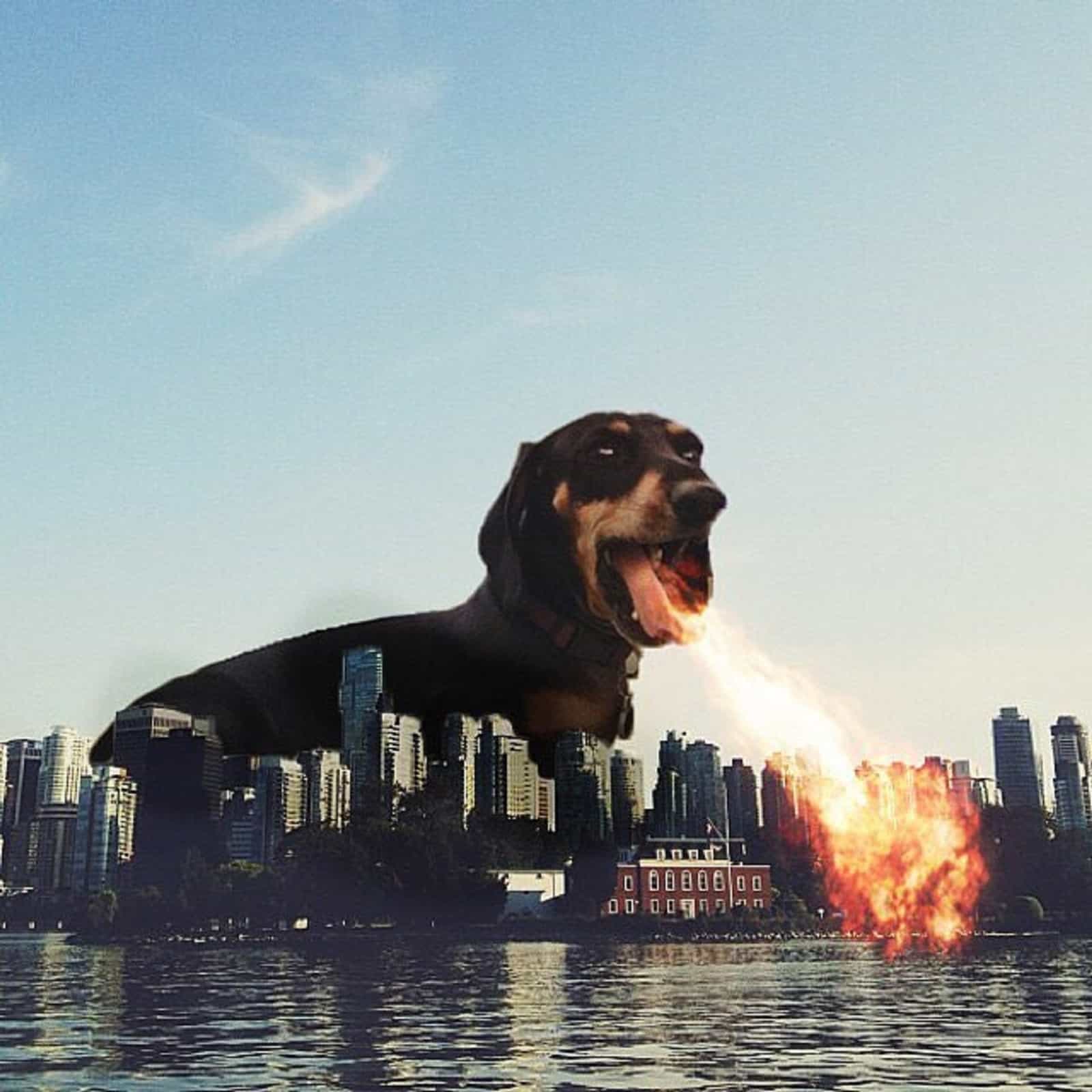 the dog spits fire on the city