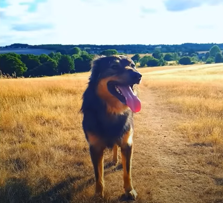 the dog stands in the field with his tongue out and looks ahead