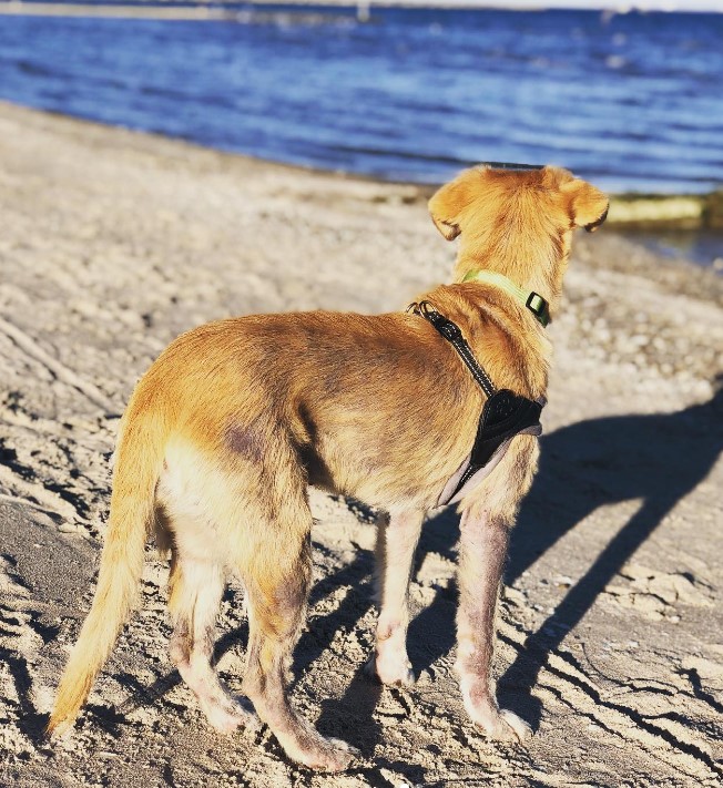 the dog stands on the beach and looks at the sea