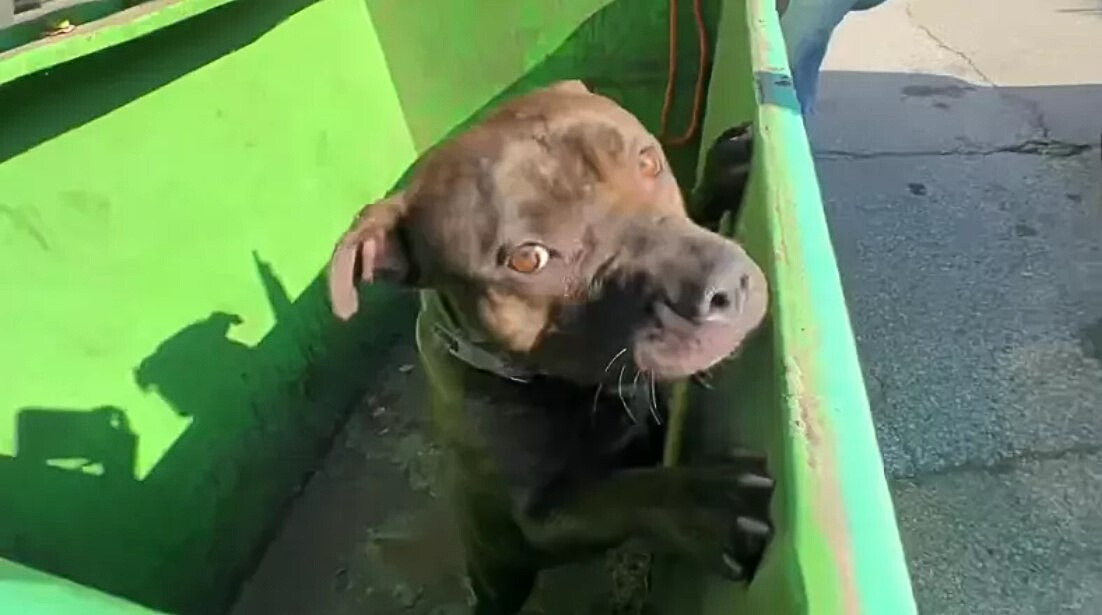 the dog stands with its hind paws in the container