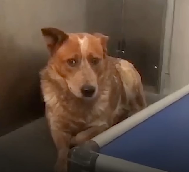 the dog walks around the vet's office