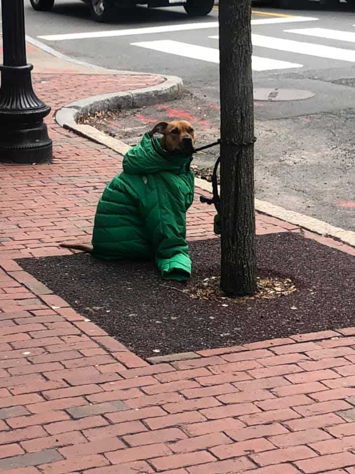 the dog wearing a green coat