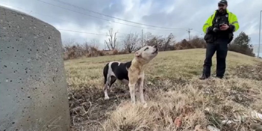 the dog with the owner is standing in the meadow