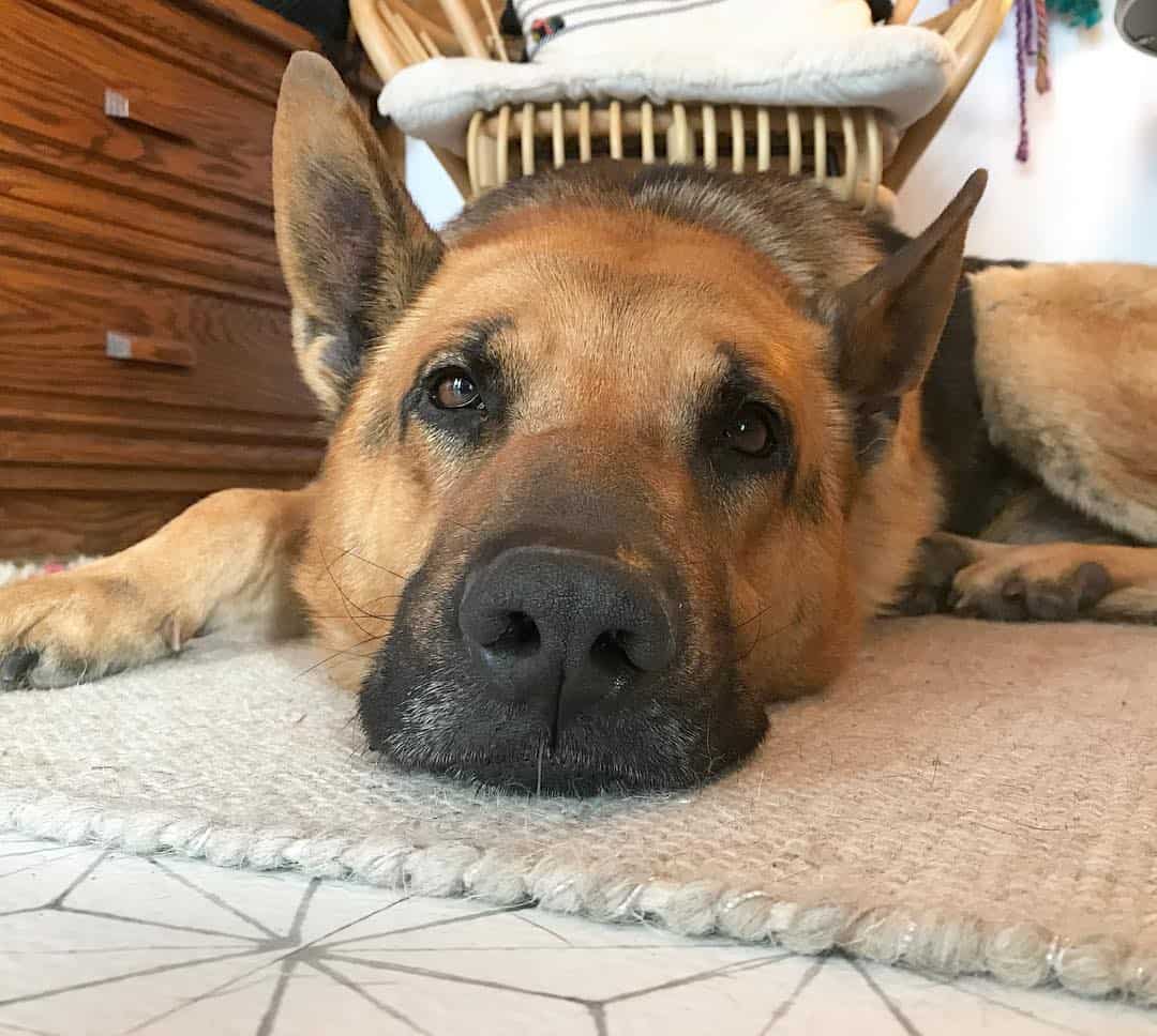 the Dude resting on the floor