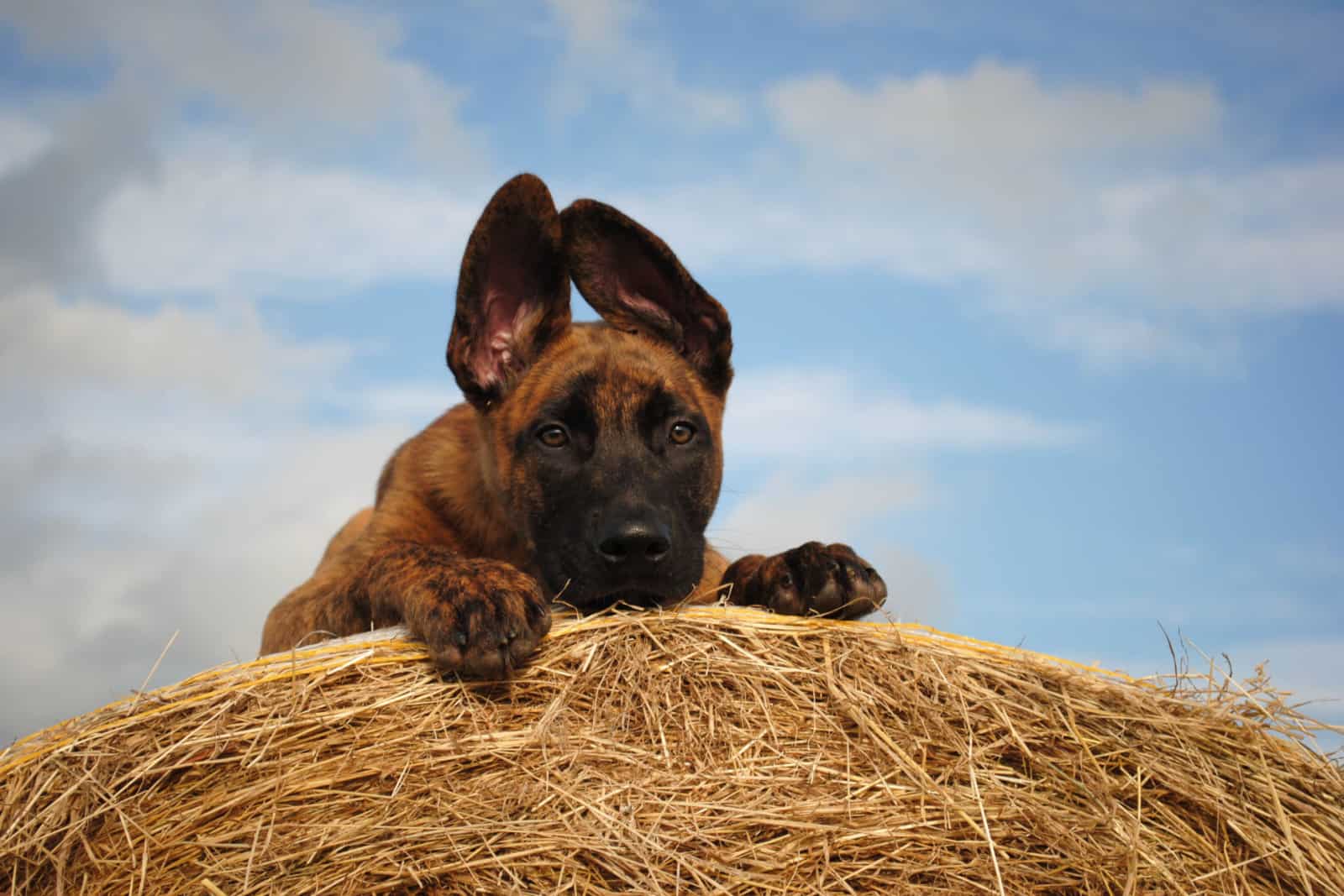 The Dutch Shepherd Growth Chart: Medium But Premium